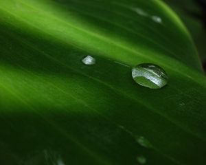 Preview wallpaper bubble, leaf, circle, water, drops