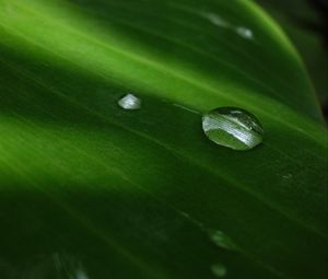 Preview wallpaper bubble, leaf, circle, water, drops