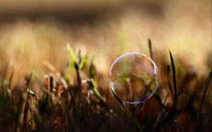 Preview wallpaper bubble, moisture, grass, reflections