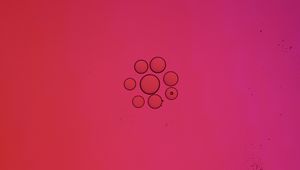 Preview wallpaper bubbles, circles, liquid, abstraction, pink
