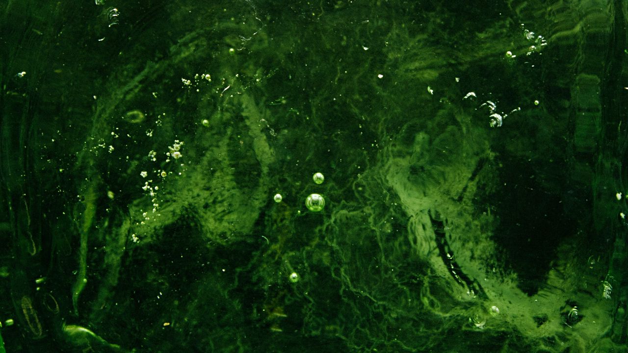 Wallpaper bubbles, water, liquid, green