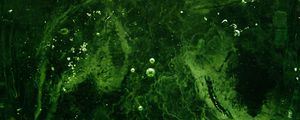 Preview wallpaper bubbles, water, liquid, green