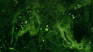 Preview wallpaper bubbles, water, liquid, green