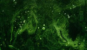 Preview wallpaper bubbles, water, liquid, green
