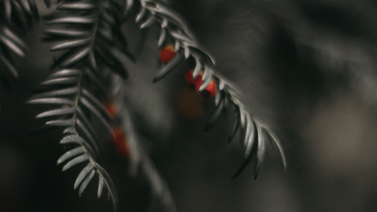 Wallpaper buckthorn, berry, branch, close-up