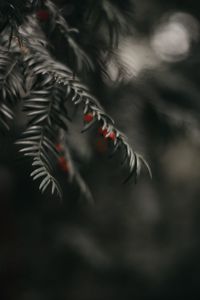 Preview wallpaper buckthorn, berry, branch, close-up