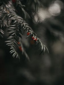 Preview wallpaper buckthorn, berry, branch, close-up