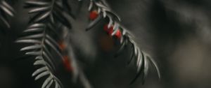 Preview wallpaper buckthorn, berry, branch, close-up