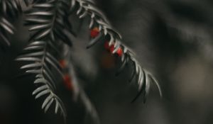 Preview wallpaper buckthorn, berry, branch, close-up