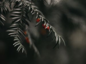 Preview wallpaper buckthorn, berry, branch, close-up