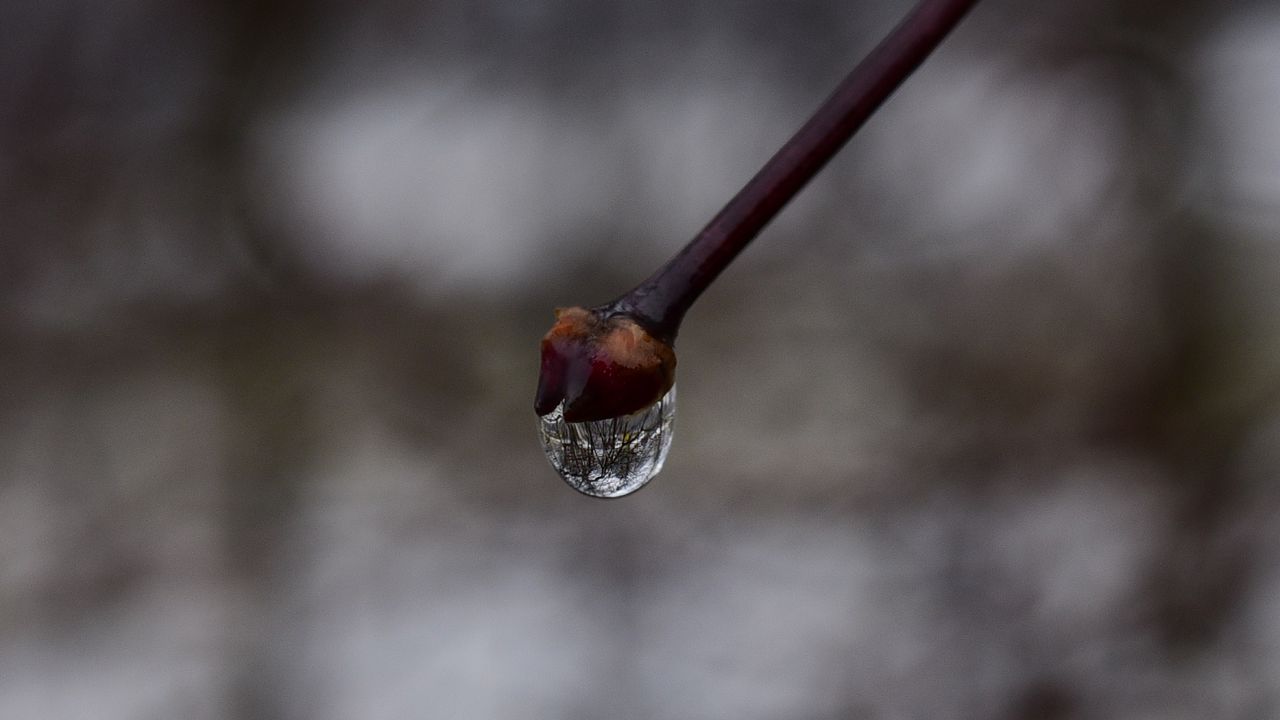 Wallpaper bud, drop, branch, macro, spring