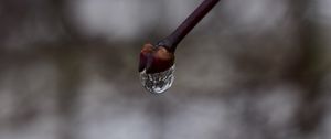 Preview wallpaper bud, drop, branch, macro, spring