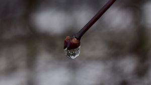 Preview wallpaper bud, drop, branch, macro, spring