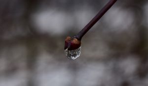 Preview wallpaper bud, drop, branch, macro, spring