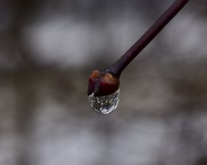 Preview wallpaper bud, drop, branch, macro, spring