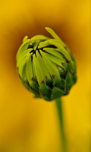 Preview wallpaper bud, flower, blur, macro, petals