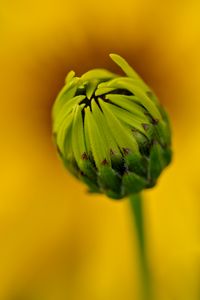 Preview wallpaper bud, flower, blur, macro, petals