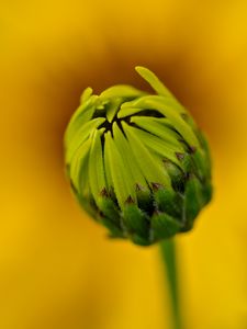 Preview wallpaper bud, flower, blur, macro, petals