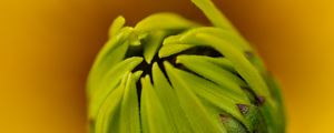 Preview wallpaper bud, flower, blur, macro, petals