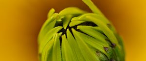 Preview wallpaper bud, flower, blur, macro, petals