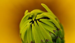 Preview wallpaper bud, flower, blur, macro, petals