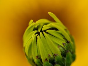 Preview wallpaper bud, flower, blur, macro, petals