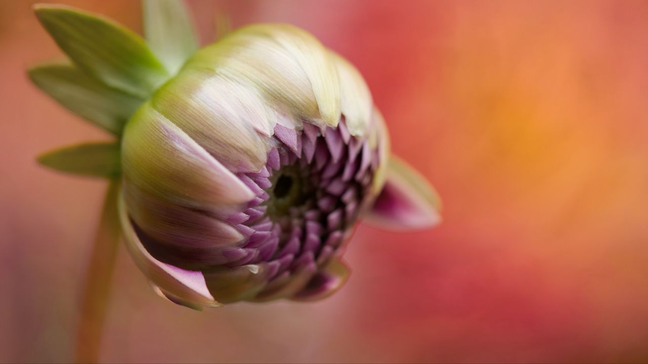 Wallpaper bud, flower, blur, macro