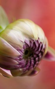 Preview wallpaper bud, flower, blur, macro