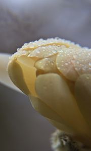 Preview wallpaper bud, flower, drops, petals, macro, white