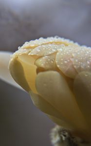 Preview wallpaper bud, flower, drops, petals, macro, white