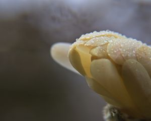 Preview wallpaper bud, flower, drops, petals, macro, white