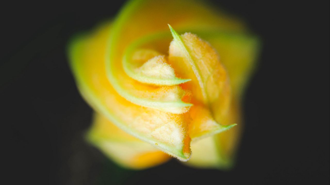 Wallpaper bud, flower, macro, yellow, petals