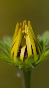 Preview wallpaper bud, flower, macro, petals, plant, leaves