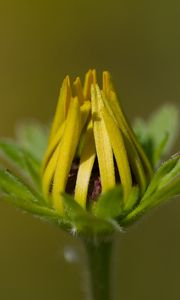 Preview wallpaper bud, flower, macro, petals, plant, leaves