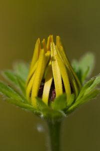 Preview wallpaper bud, flower, macro, petals, plant, leaves