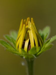 Preview wallpaper bud, flower, macro, petals, plant, leaves