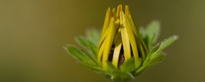 Preview wallpaper bud, flower, macro, petals, plant, leaves