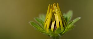 Preview wallpaper bud, flower, macro, petals, plant, leaves