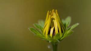 Preview wallpaper bud, flower, macro, petals, plant, leaves