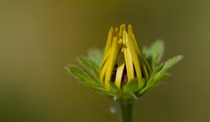 Preview wallpaper bud, flower, macro, petals, plant, leaves