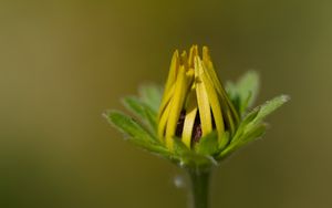 Preview wallpaper bud, flower, macro, petals, plant, leaves