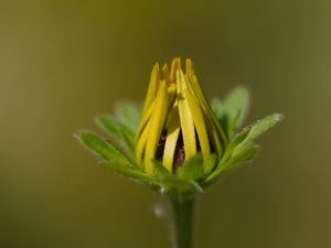 Preview wallpaper bud, flower, macro, petals, plant, leaves