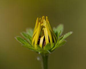 Preview wallpaper bud, flower, macro, petals, plant, leaves