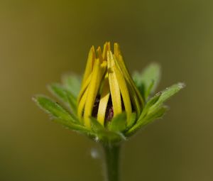 Preview wallpaper bud, flower, macro, petals, plant, leaves