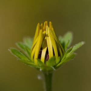 Preview wallpaper bud, flower, macro, petals, plant, leaves