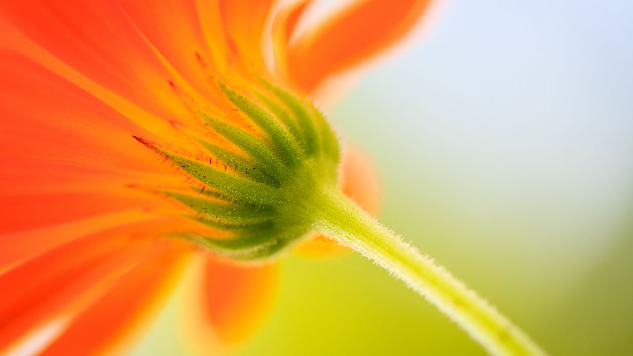 Wallpaper bud, flower, macro, blur