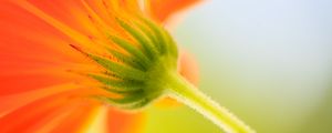 Preview wallpaper bud, flower, macro, blur