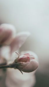 Preview wallpaper bud, flower, pink, blur, macro