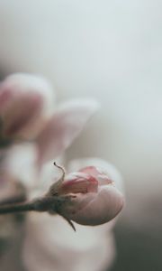 Preview wallpaper bud, flower, pink, blur, macro