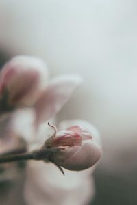 Preview wallpaper bud, flower, pink, blur, macro